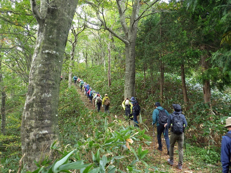 ブナ林の縦走路の画像