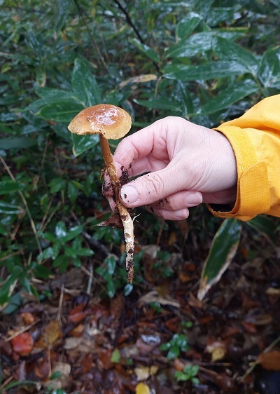 ヌメリがあって地面から生えていたきのこの画像