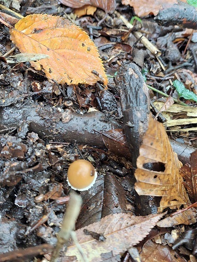 名前のわからなかったきのこの画像