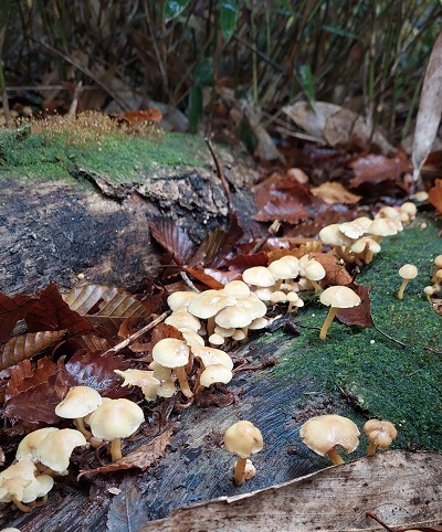 ニガクリタケの画像