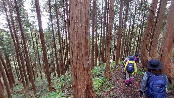 造林地を下る画像