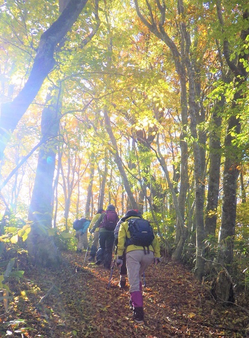 ブナ林の尾根道の様子