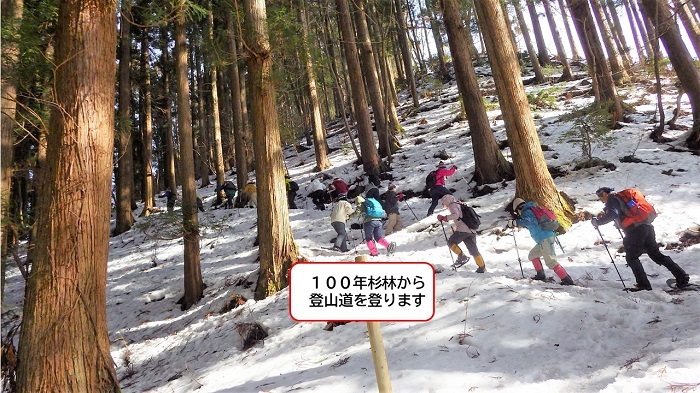 100年杉展示林を歩く様子