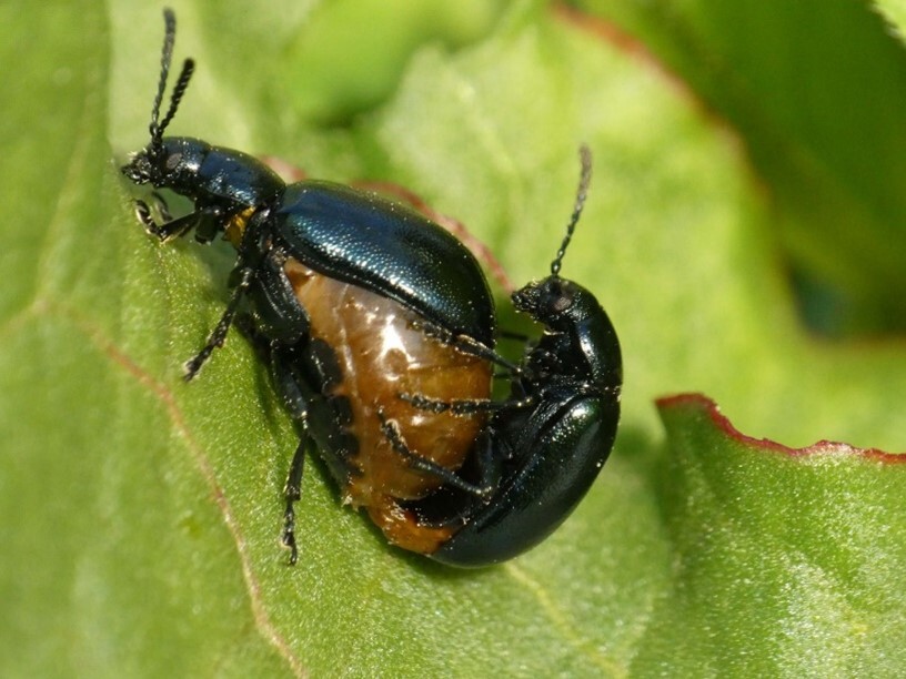 写真1：コガタルリハムシ