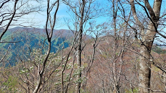 木々の間からみえる大万木山の画像