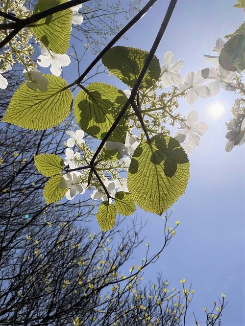 日差しに透けるムシカリの花の画像