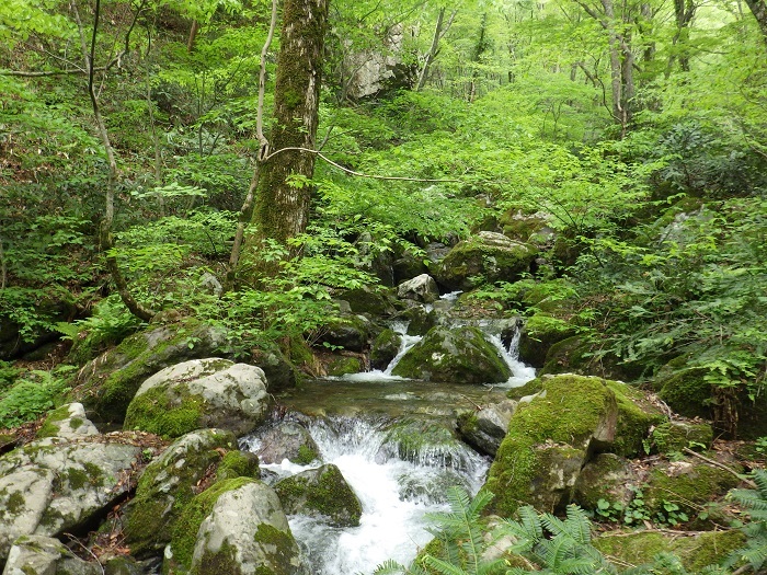 渓流の画像