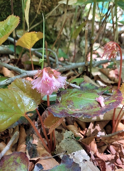 ピンクのイワカガミの花の画像