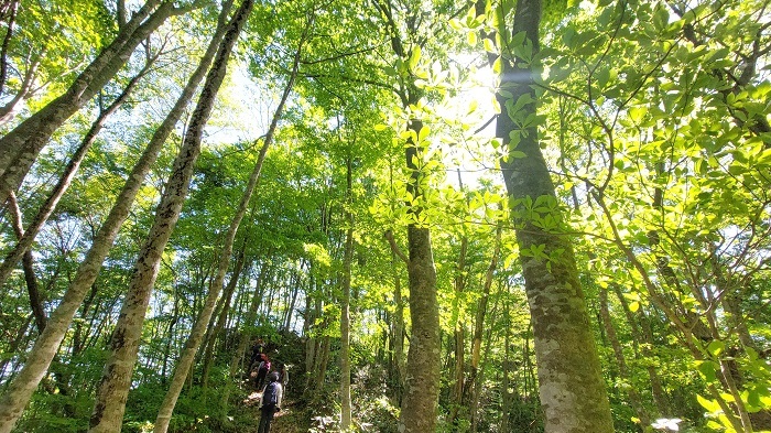 新緑がまぶしい指谷山縦走路を歩く様子