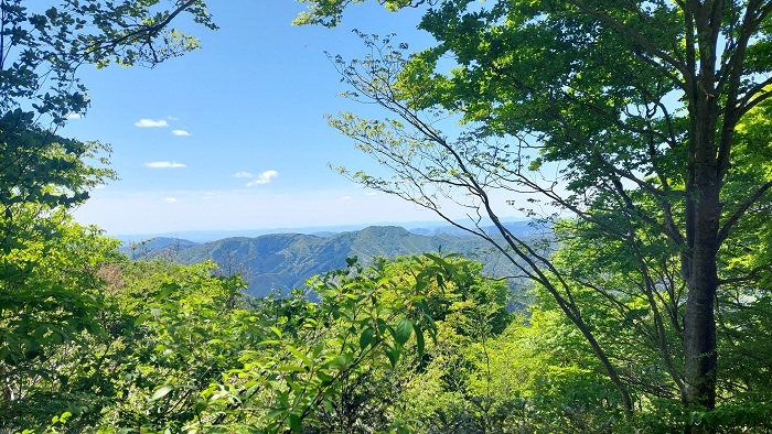 木々の間からみえる舟山の画像