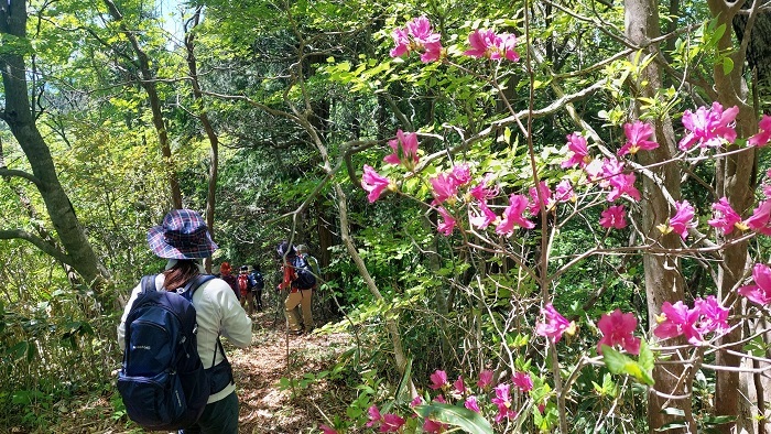 ツツジの花と縦走路を歩く様子