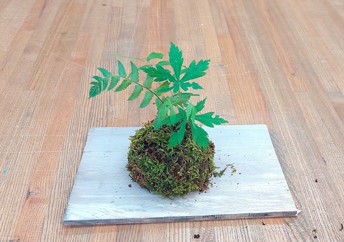 シダとモミジを使われた参加者作品の画像