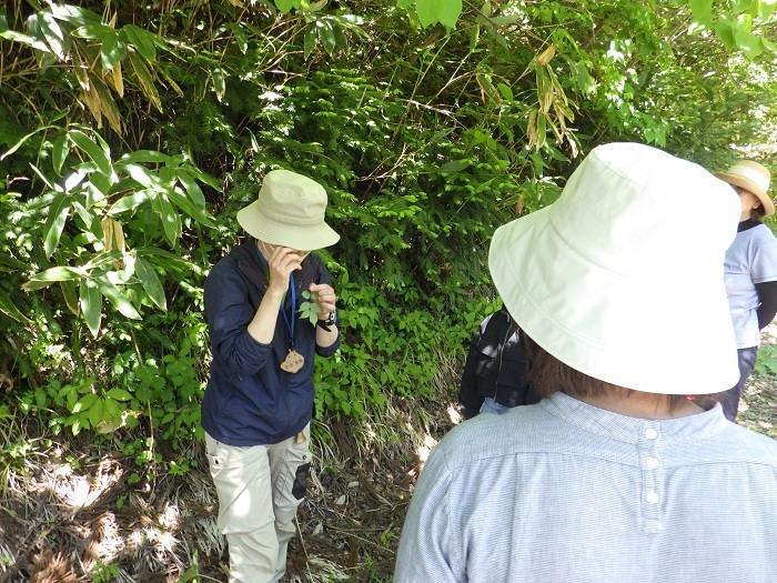 かぶれる植物についてインストラクターが解説する画像