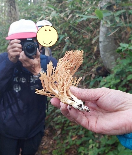 カレエダタケの画像