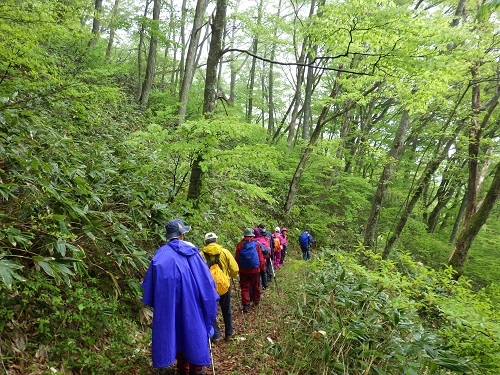 新緑の木地屋谷ルートの様子