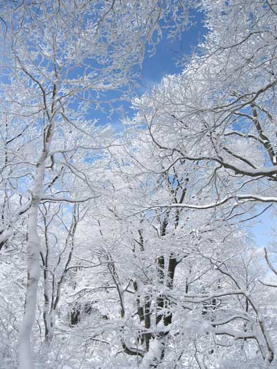 （写真）雪の花