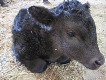 （写真）産まれた子牛