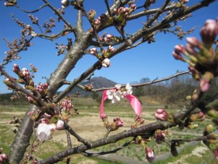 （写真）桜の木