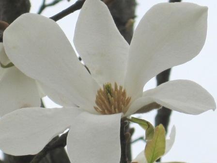 （写真）こぶしの花