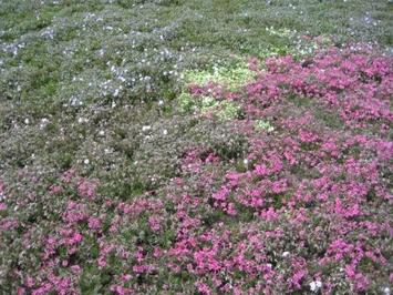 （写真）芝桜