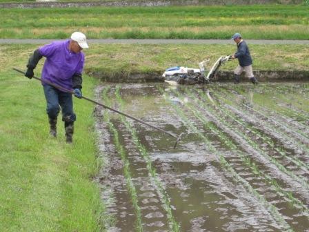 （写真）機械植え