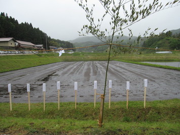 （写真）献穀田