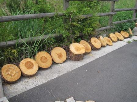 （写真）木の輪切り