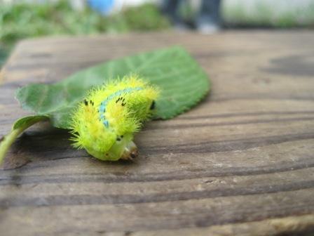 （写真）キレイな色の毛虫？