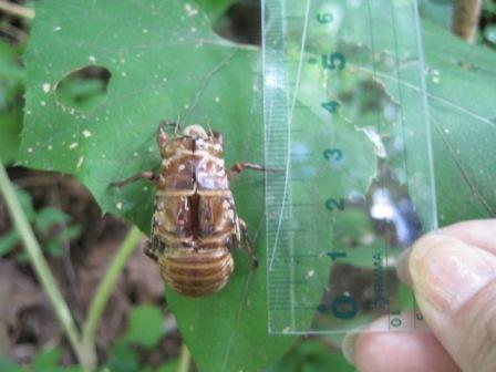 （写真）3.5cmくらいでしょうか