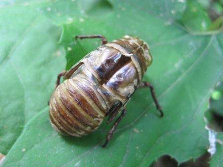 （写真）背中が割れています