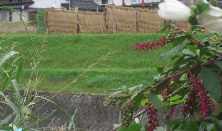 （写真）はで干し