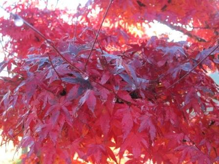 （写真）紅葉