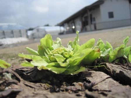 （写真）ふきのとう３