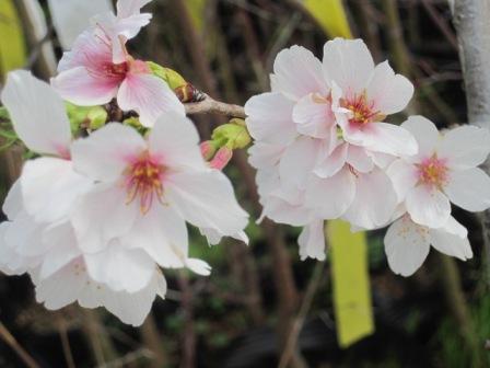 （写真）桜の花