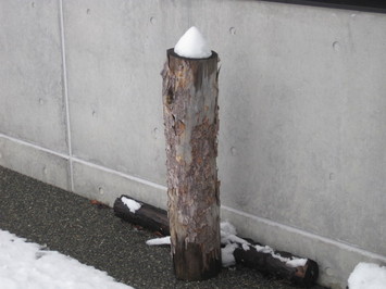 （写真）木の上に円錐の雪