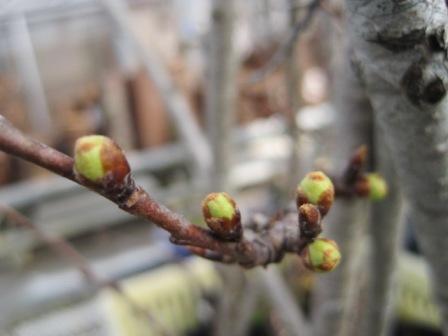 （写真）桜の蕾