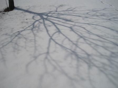 （写真）雪のキャンバス