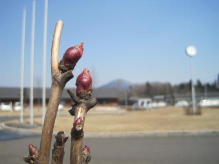 （写真）牡丹の蕾１