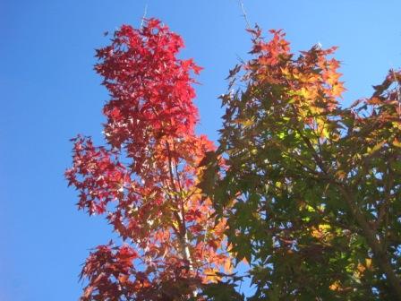 （写真）紅葉