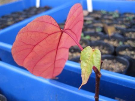 （写真）アブラギリの苗木２