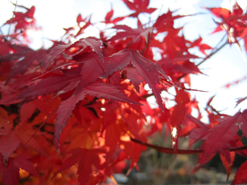 （写真）紅葉