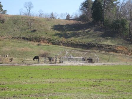 （写真）放牧場にいる牛