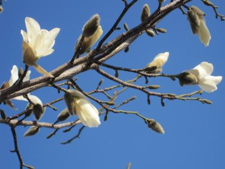 （写真）こぶしの花