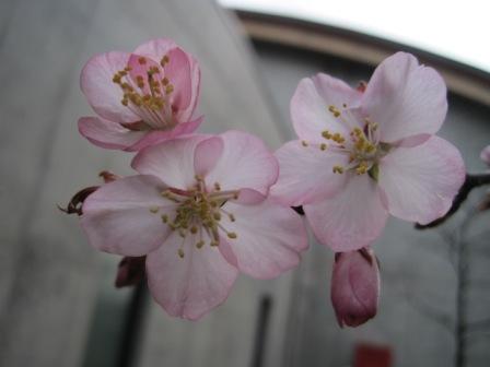 （写真）桜２