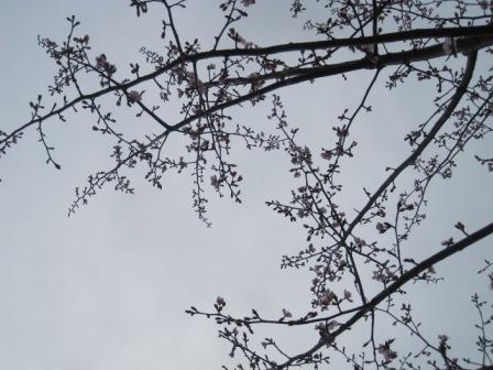（写真）桜３