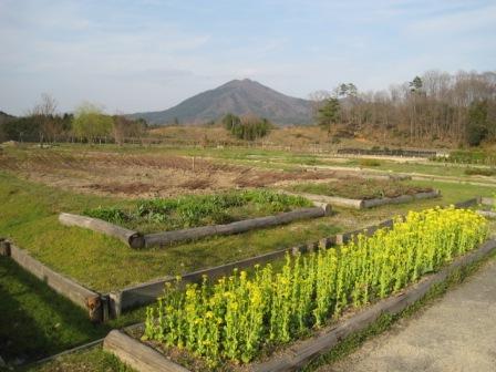 （写真）苗畑の菜の花と琴引山