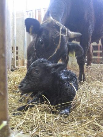 （写真）誕生した子牛と母牛