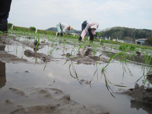 （写真）田植えが始まりました