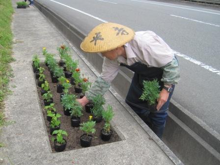 （写真）苗をきれいに並べます