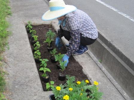 （写真）ひとつずつ植えていきます